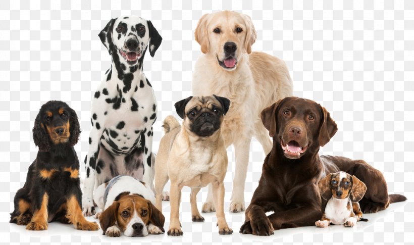 German Shepherd Puppy Dog Breed Dog Houses, PNG, 968x573px, German Shepherd, Breed, Carnivoran, Companion Dog, Conformation Show Download Free