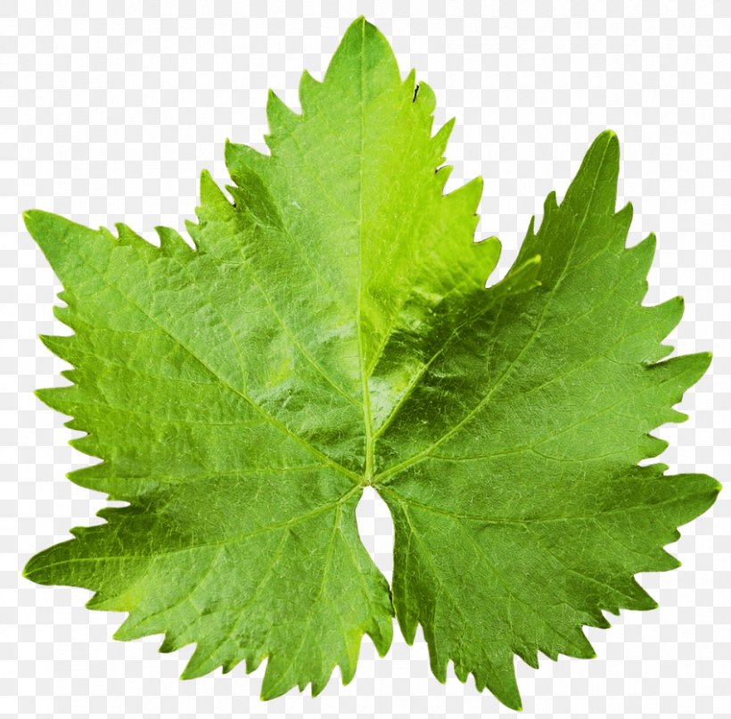 Common Grape Vine Vitis Rupestris Leaf Grape Leaves, PNG, 850x836px, Common Grape Vine, Food, Grape, Grape Leaves, Grapes Download Free