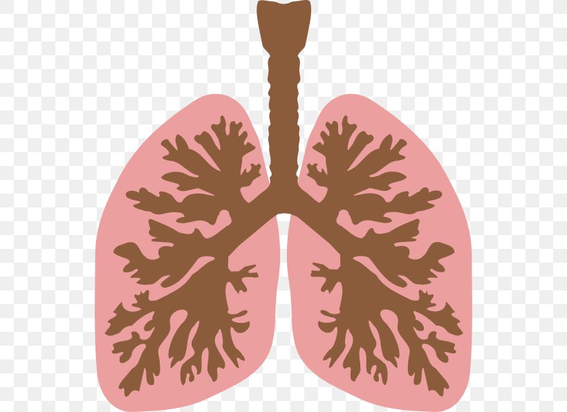 Lung Bronchus Human Body Clip Art, PNG, 546x596px, Watercolor, Cartoon, Flower, Frame, Heart Download Free