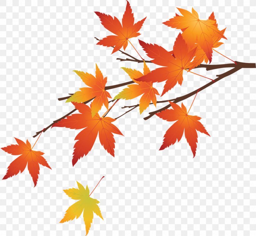 Maple Leaf Autumn, PNG, 1518x1404px, Maple Leaf, Autumn, Banco De Imagens, Branch, Flowering Plant Download Free