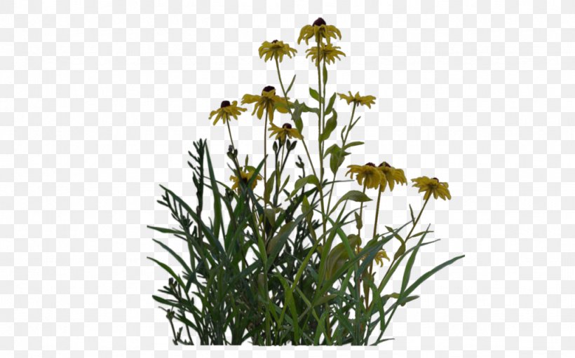 English Lavender Plant Shrub Ornamental Grass, PNG, 1024x639px, English Lavender, Cut Flowers, Deviantart, Flora, Flower Download Free