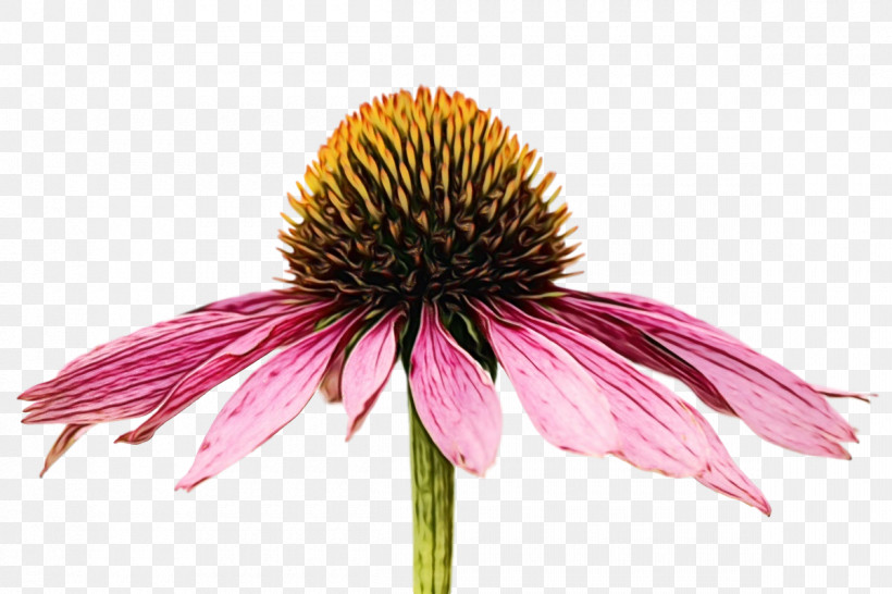 Flower Coneflower Petal Plants Science, PNG, 1200x800px, Watercolor, Biology, Coneflower, Flower, Paint Download Free