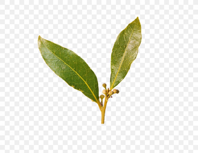 Green Tea Bay Laurel Bay Leaf Spice, PNG, 1600x1236px, Tea, Bay Laurel, Bay Leaf, Black Mustard Seed, Evergreen Download Free