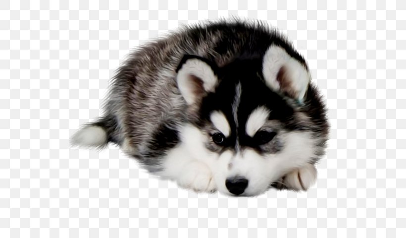Siberian Husky Maltese Dog Sakhalin Husky Puppy Pug, PNG, 575x480px, Siberian Husky, Alaskan Klee Kai, Alaskan Malamute, Canadian Eskimo Dog, Carnivoran Download Free