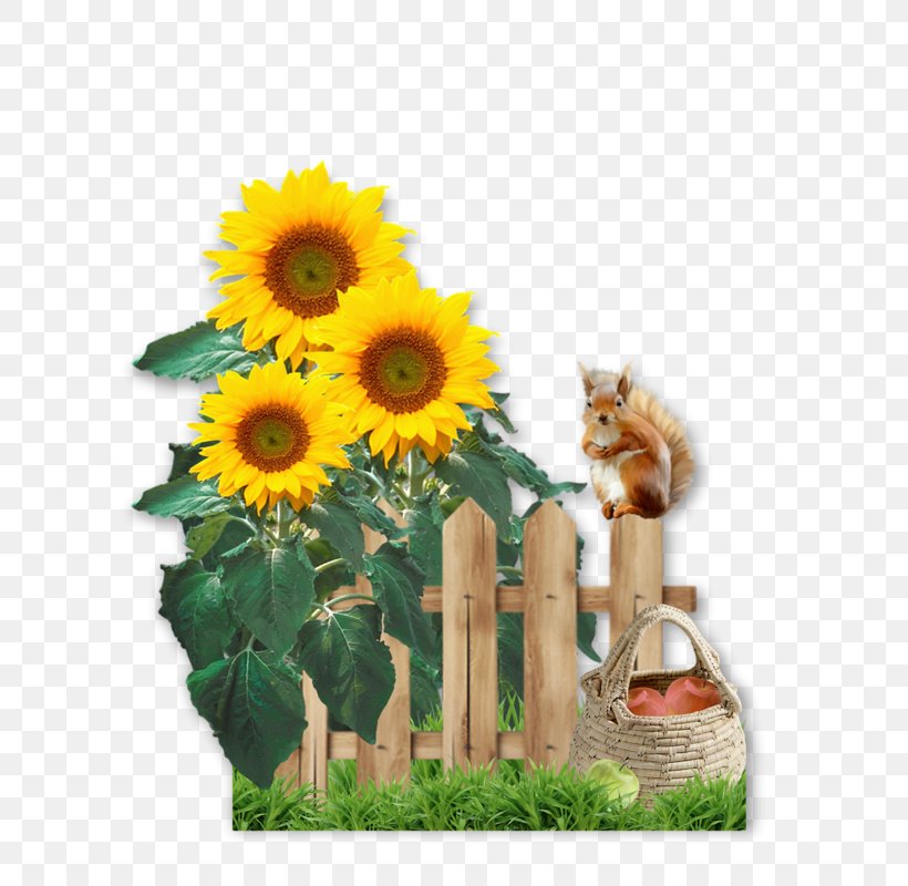 Common Sunflower Blingee, PNG, 800x800px, Common Sunflower, Animated Film, Blingee, Cut Flowers, Daisy Family Download Free