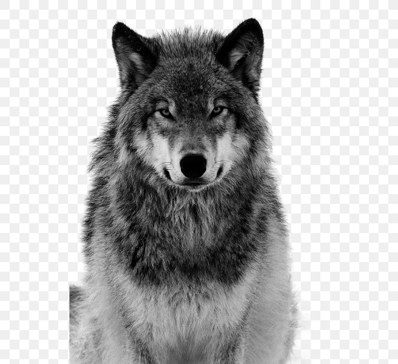 Dog Arctic Wolf Coyote Canidae Tiger, PNG, 533x750px, Dog, Animal, Arctic Wolf, Black And White, Canidae Download Free