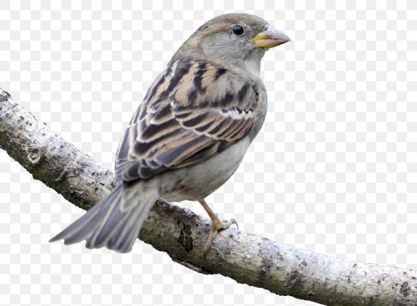 House Sparrow Bird Finch American Sparrows Beak, PNG, 1024x754px, House Sparrow, American Sparrows, Beak, Bird, Bird Feeders Download Free