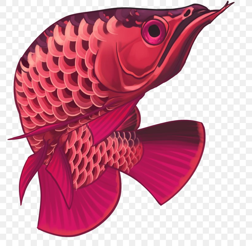 Asian Arowana Ornamental Fish Animal, PNG, 800x800px, Asian Arowana, Aesthetics, Animal, Arowana, Borneo Download Free