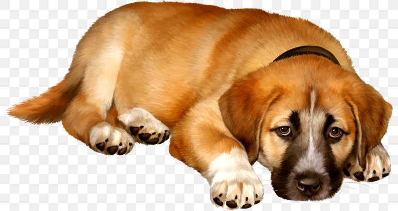 Bulldog Puppy Illustration, PNG, 800x436px, Bulldog, Animal, Carnivoran, Companion Dog, Dog Download Free