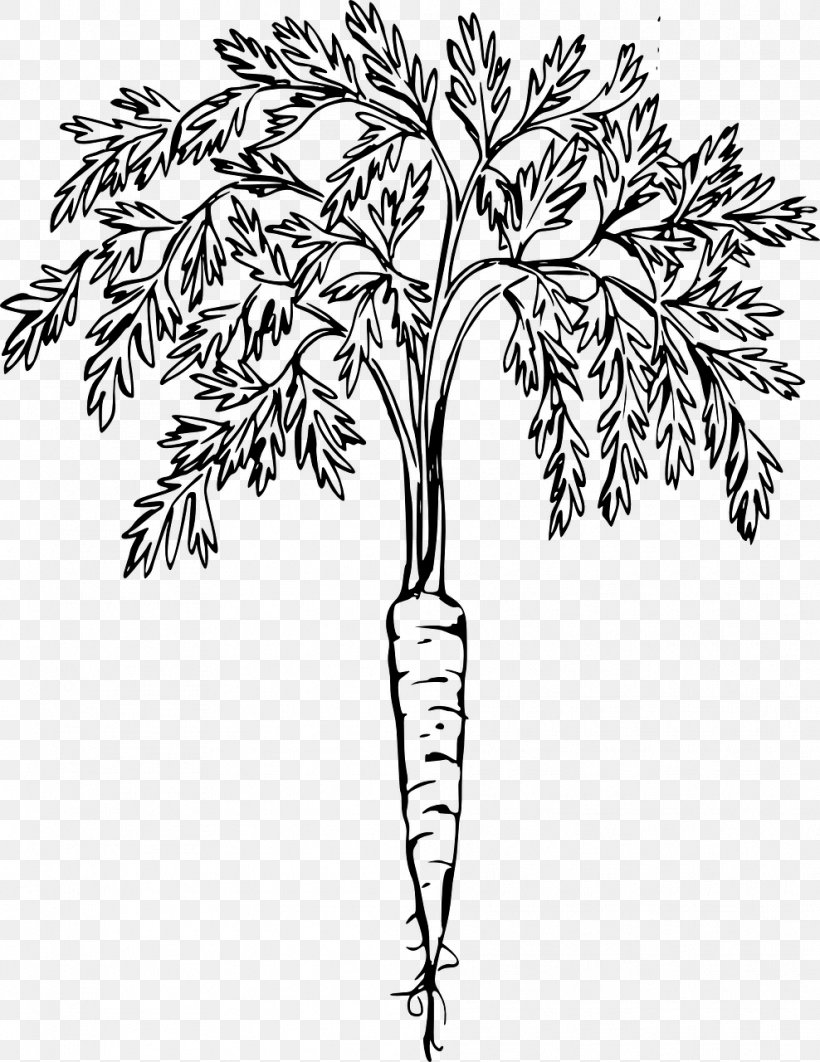 Clip Art Vector Graphics Carrot Openclipart Drawing, PNG, 988x1280px, Carrot, Baby Carrot, Blackandwhite, Botany, Branch Download Free