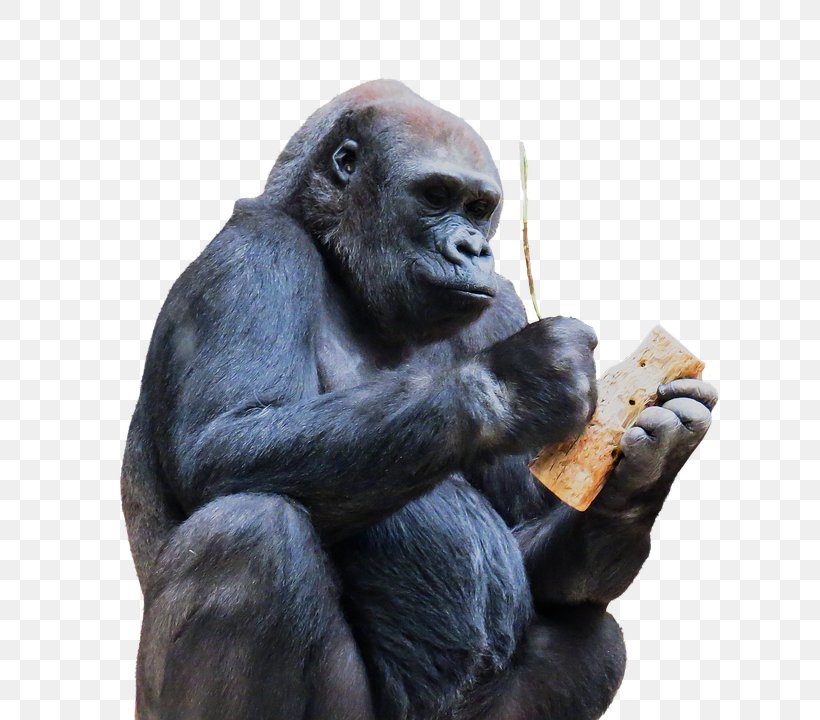 Gorilla Ape, PNG, 642x720px, Chimpanzee, Animal, Ape, Common Chimpanzee, Fauna Download Free