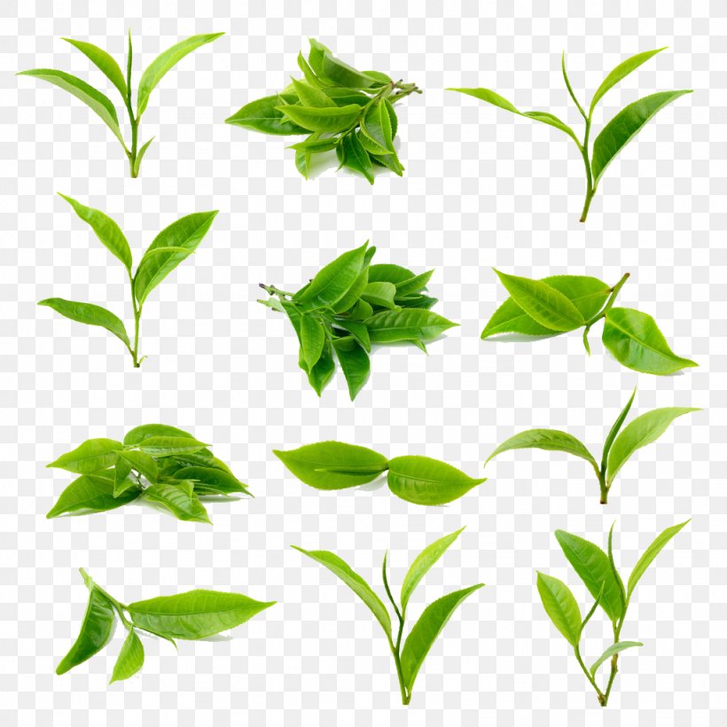 Green Tea Matcha Black Tea, PNG, 1024x1024px, Tea, Black Tea, Branch, Bubble Tea, Camellia Sinensis Download Free