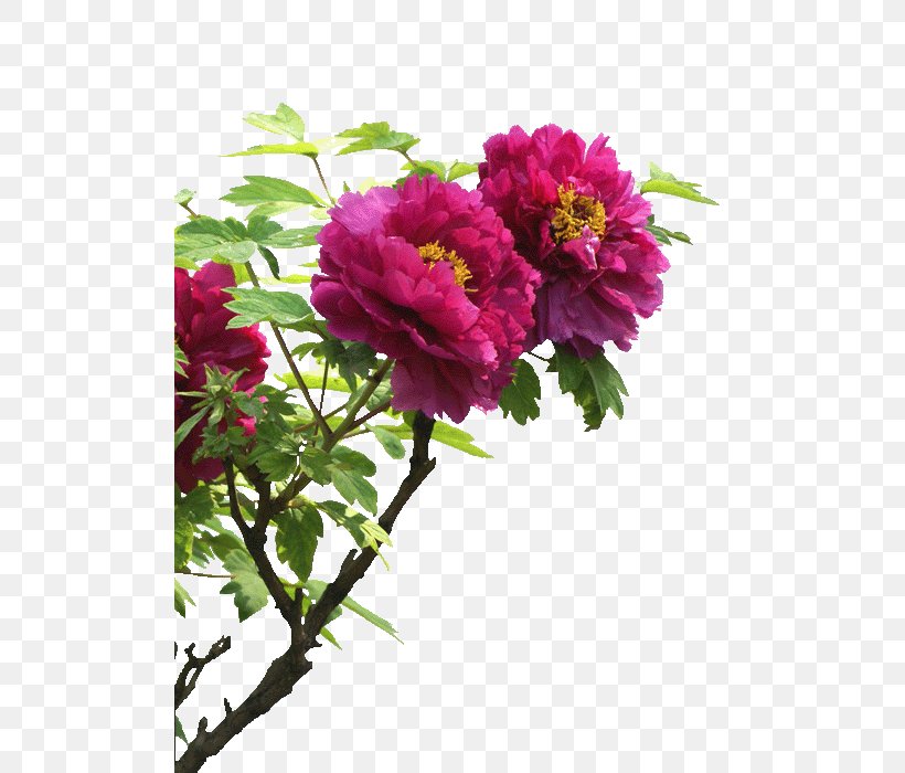 Moutan Peony Shaanxi Image Falun Gong, PNG, 503x700px, Peony, Annual Plant, Avinash Sachdev, Chinese Peony, Cut Flowers Download Free