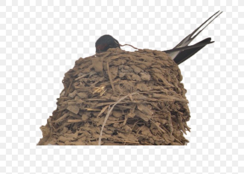 Swallow Edible Birds Nest, PNG, 780x585px, Swallow, Barn Swallow, Bird, Bird Nest, Camouflage Download Free