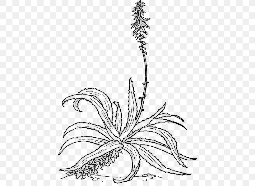 Aloe Vera Botanical Illustration Botany Drawing Plant, PNG, 448x600px, Aloe Vera, Aloe, Aloe Arborescens, Art, Artwork Download Free