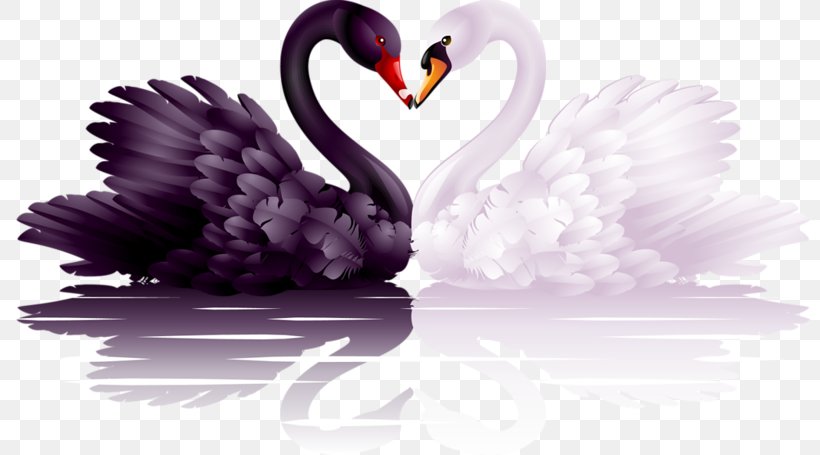 Black Swan Heart Clip Art, PNG, 800x455px, Black Swan, Beak, Bird, Cygnini, Ducks Geese And Swans Download Free