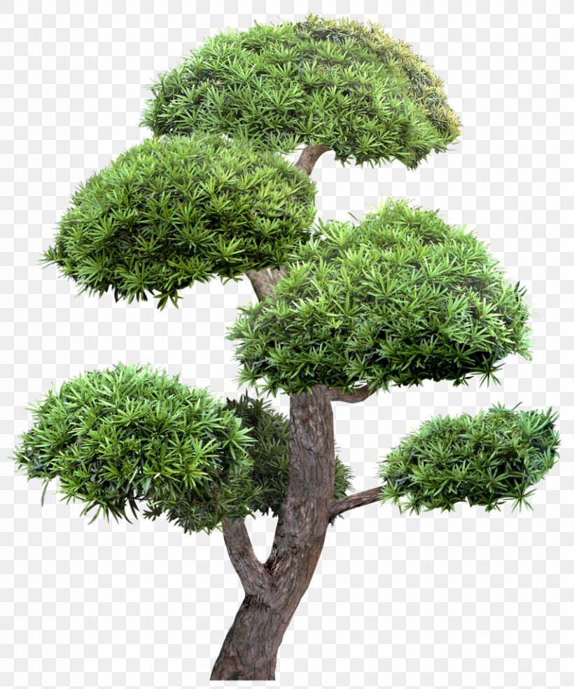 Garden Landscape Tree Download, PNG, 853x1024px, Garden, Blog, Bonsai, Evergreen, Flowerpot Download Free