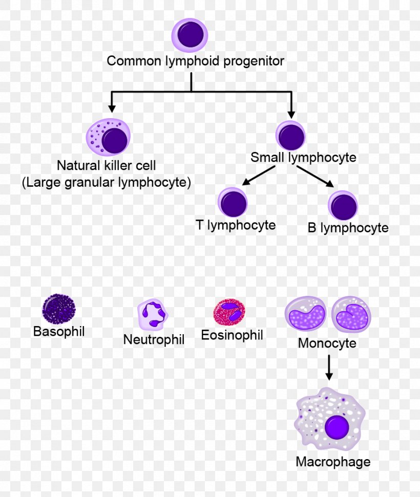 White Blood Cell Haematopoiesis Cellular Differentiation, PNG, 930x1102px, Blood Cell, Adult Stem Cell, Body Jewelry, Bone Marrow, Brand Download Free