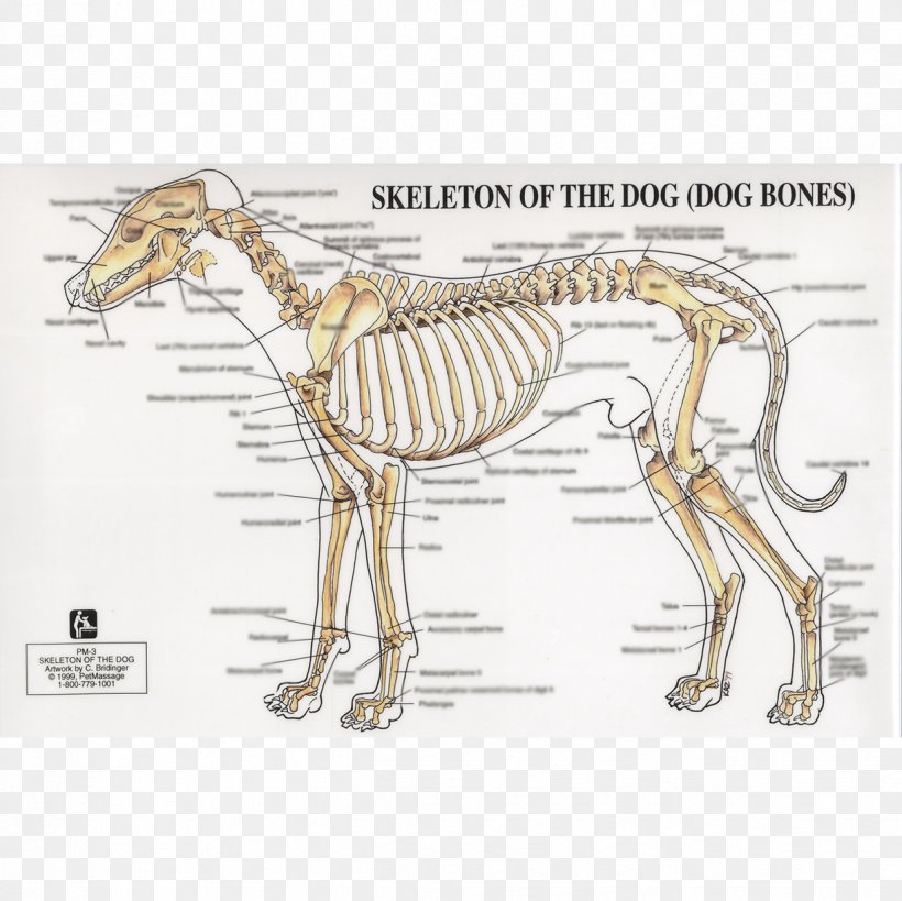 Dog Anatomy Human Skeleton Joint, PNG, 1224x1224px, Dog, Anatomy, Bone, Carnivoran, Chart Download Free