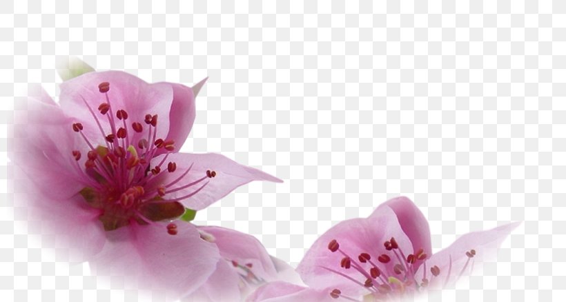 新浪博客 Blog Blossom Sina Corp Antithetical Couplet, PNG, 800x438px, Blog, Antithetical Couplet, Blossom, Cherry Blossom, Closeup Download Free