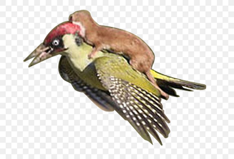 European Green Woodpecker Putorius Bird Raccoon, PNG, 734x557px, Woodpecker, Animal, Beak, Bird, European Green Woodpecker Download Free