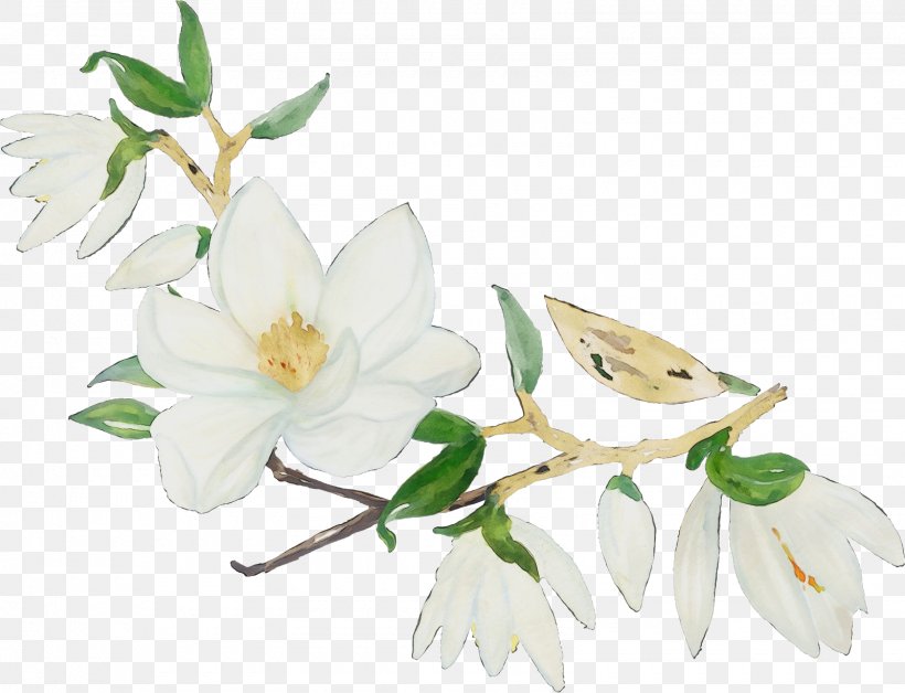 Flower White Plant Petal Branch, PNG, 1600x1227px, Watercolor, Branch, Flower, Lily, Magnolia Download Free