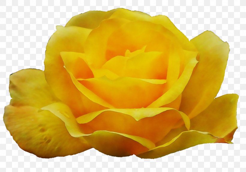 Garden Roses, PNG, 1730x1211px, Watercolor, Floribunda, Flower, Garden Roses, Hybrid Tea Rose Download Free