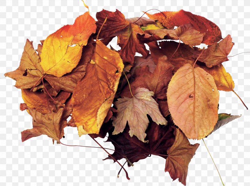 Leaf, PNG, 2500x1866px, Leaf, Autumn, Autumn Leaf Color, Computer Graphics, Maple Leaf Download Free