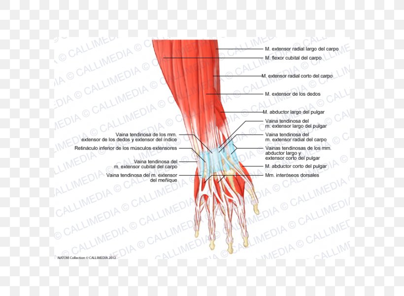 Thumb Muscle Forearm Anatomy Hand, PNG, 600x600px, Watercolor, Cartoon, Flower, Frame, Heart Download Free