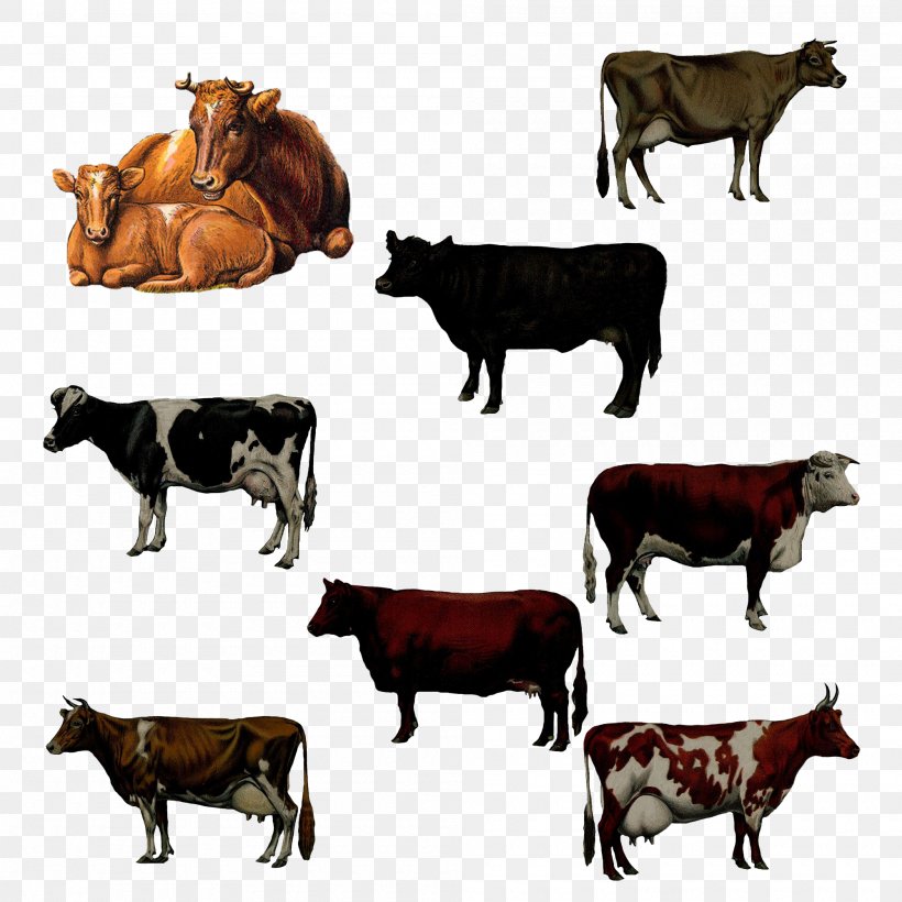Dairy Cattle Artist DeviantArt, PNG, 2000x2000px, Dairy Cattle, Animal, Art, Artist, Bull Download Free