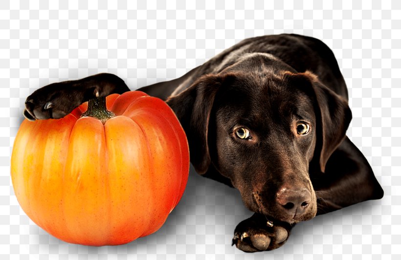 Dog Breed Puppy Labrador Retriever Pet, PNG, 800x532px, Dog Breed, Companion Dog, Dog, Dog Like Mammal, Labrador Retriever Download Free