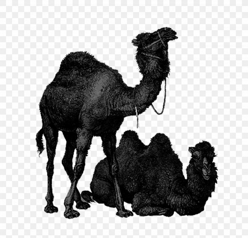 Dromedary Bactrian Camel Australian Feral Camel Lixe7oes De Arabe: UM GUIA PARA INICIANTES Clip Art, PNG, 2480x2388px, Dromedary, Arabian Camel, Australian Feral Camel, Bactrian Camel, Black And White Download Free