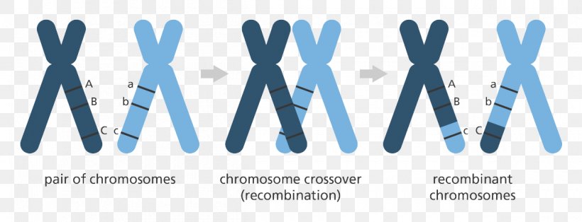 Genetics Mutation Genome Chromosomal Crossover Chromosome, PNG, 1200x460px, Genetics, Biology, Blue, Brand, Chromosomal Crossover Download Free