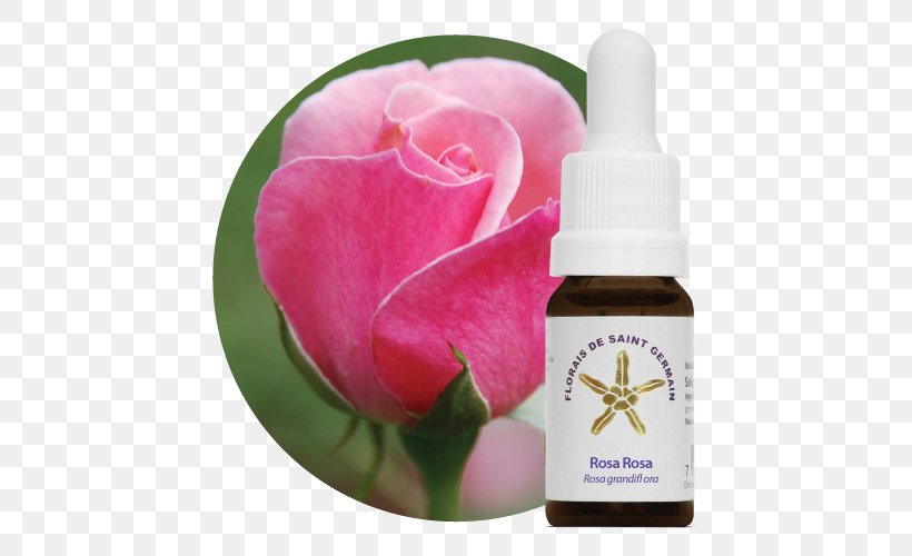 Bach Flower Remedies Therapy Garden Roses Alternative Health Services Terapia Holística, PNG, 500x500px, Bach Flower Remedies, Alternative Health Services, Count Of St Germain, Edward Bach, Elixir Download Free