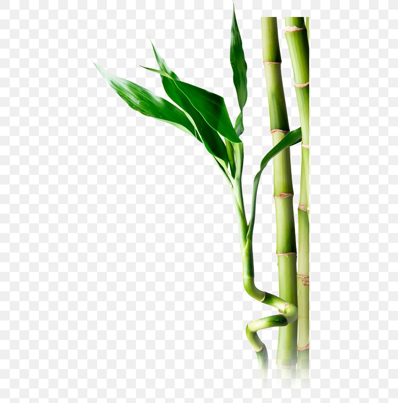 Bamboo Stock Photography Banco De Imagens, PNG, 455x830px, Bamboo, Banco De Imagens, Botany, Flower, Flowering Plant Download Free