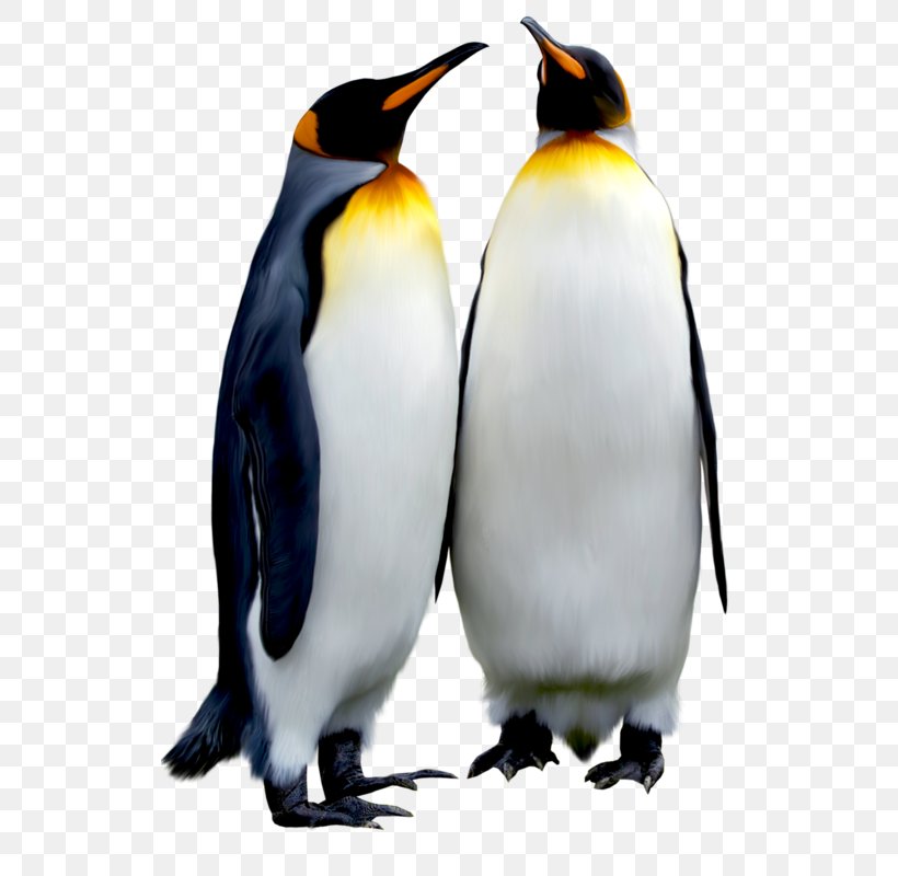 Emperor Penguin Bird Antarctic, PNG, 526x800px, Penguin, Animal, Antarctic, Beak, Bird Download Free