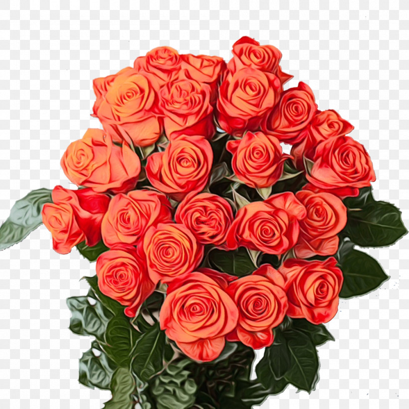 Garden Roses, PNG, 1000x1000px, Watercolor, Cut Flowers, Floral Design, Floribunda, Flower Download Free