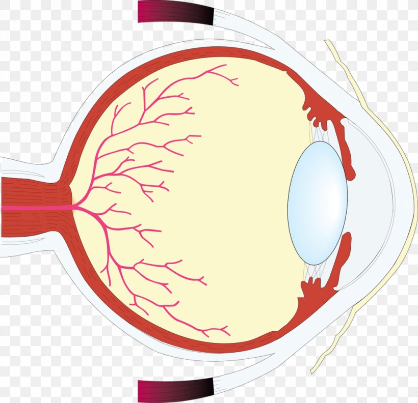 Human Eye Worksheet Retina Eye Care Professional, PNG, 1000x966px, Watercolor, Cartoon, Flower, Frame, Heart Download Free