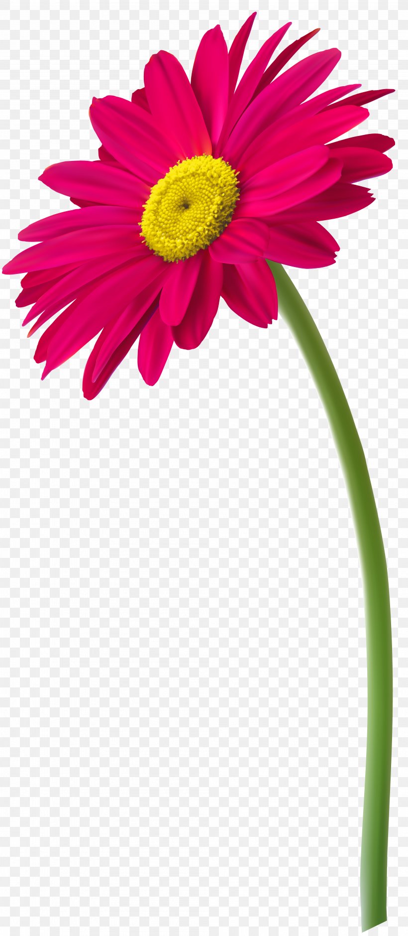 Transvaal Daisy Drawing Clip Art, PNG, 3981x9124px, Transvaal Daisy, Annual Plant, Art, Cartoon, Common Daisy Download Free