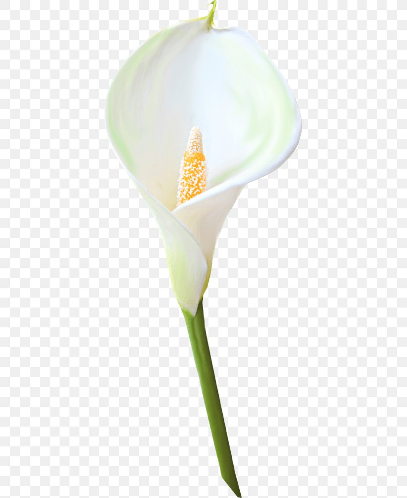 Arum-lily Calla Flower Arum Lilies Clip Art, PNG, 400x1004px, Arumlily, Alismatales, Arum, Arum Family, Arum Lilies Download Free