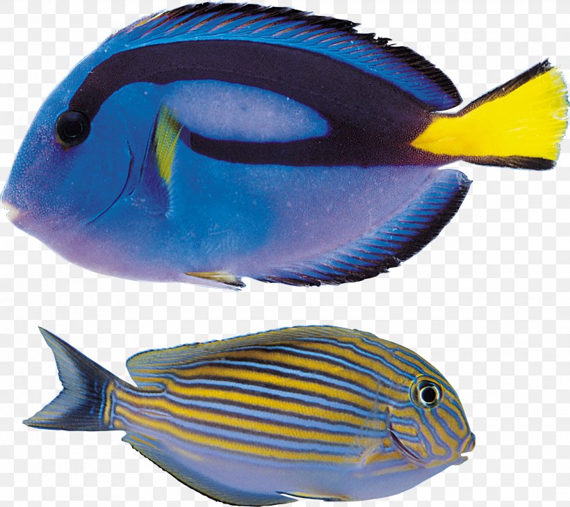 Clip Art, PNG, 2077x1849px, 3d Computer Graphics, Fish, Cobalt Blue, Coral Reef Fish, Electric Blue Download Free