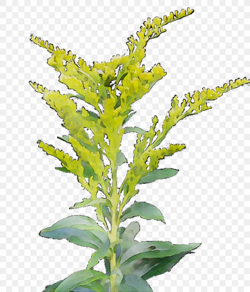 Mexican Tea Annual Plant Herbalism Basil Leaf, PNG, 1008x1179px, Mexican Tea, Amaranth Family, Annual Plant, Basil, Flower Download Free