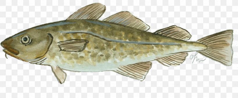Atlantic Cod Fish Products Oily Fish, PNG, 1527x631px, Cod, Animal, Animal Figure, Atlantic Cod, Carp Download Free