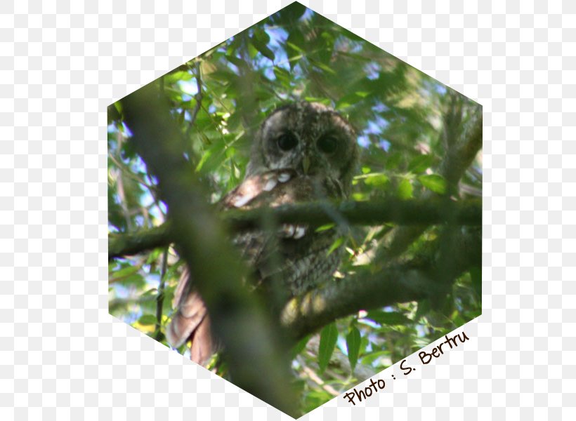 Bird Tawny Owl Beak Les Oiseaux, PNG, 600x600px, Bird, Agriculture, Beak, Fauna, France Download Free