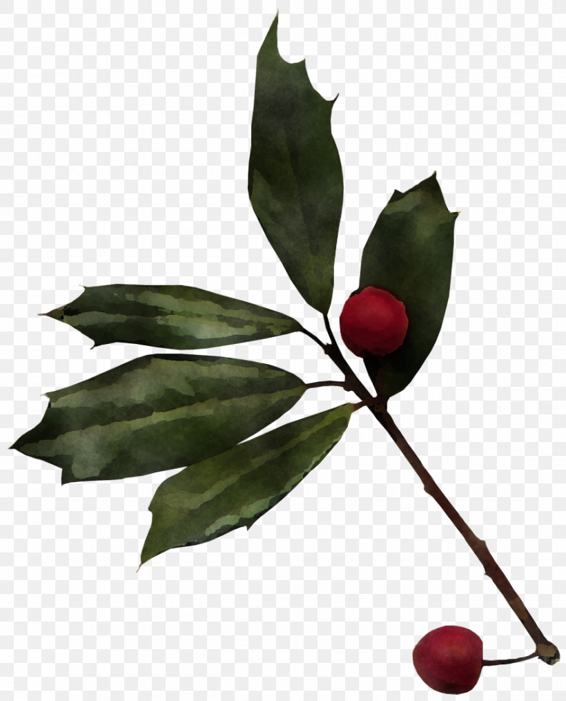 Christmas Holly Ilex Holly, PNG, 1300x1610px, Christmas Holly, American Holly, Berry, Branch, Christmas Download Free