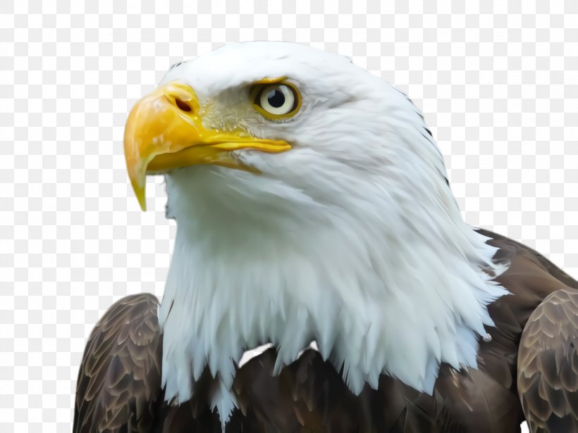 Donald Trump, PNG, 2308x1732px, Bald Eagle, Accipitridae, Beak, Bird, Bird Of Prey Download Free