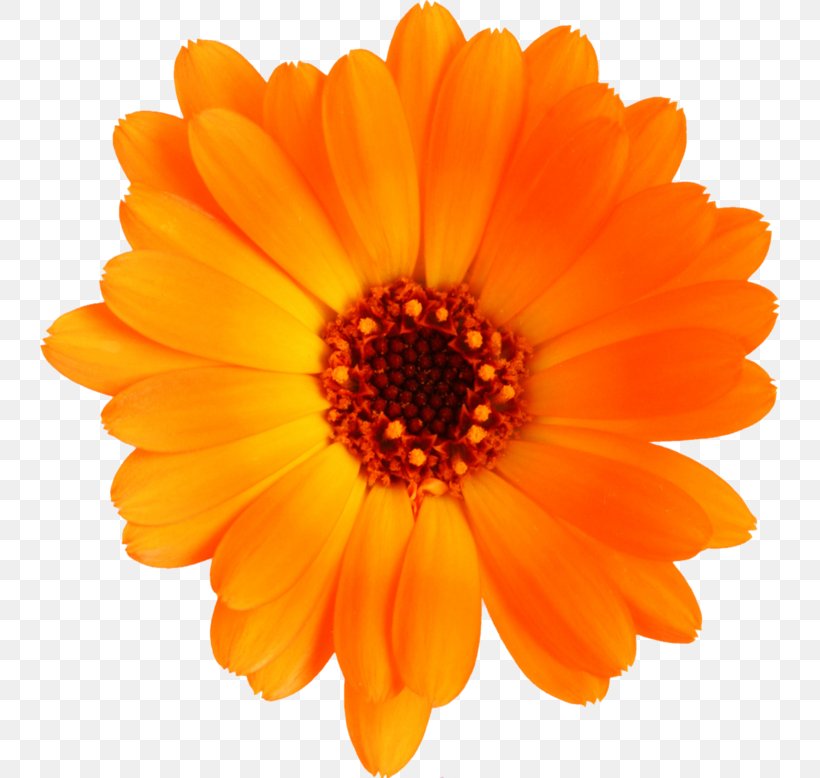 Flower Calendula Officinalis Clip Art, PNG, 740x778px, Flower, Calendula, Calendula Officinalis, Color, Common Daisy Download Free
