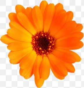 Mexican Marigold Flower Calendula Officinalis Orange, PNG, 1200x900px ...