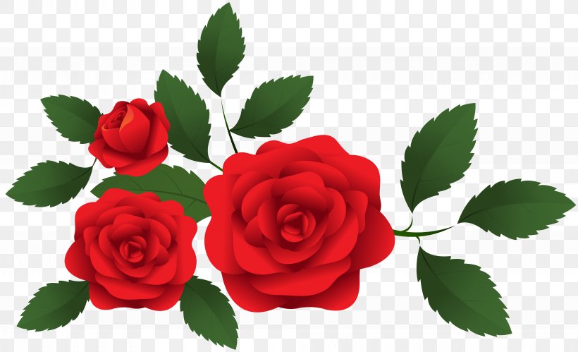 Garden Roses Centifolia Roses Clip Art, PNG, 8000x4875px, Garden Roses, Centifolia Roses, Cut Flowers, Floral Design, Flower Download Free