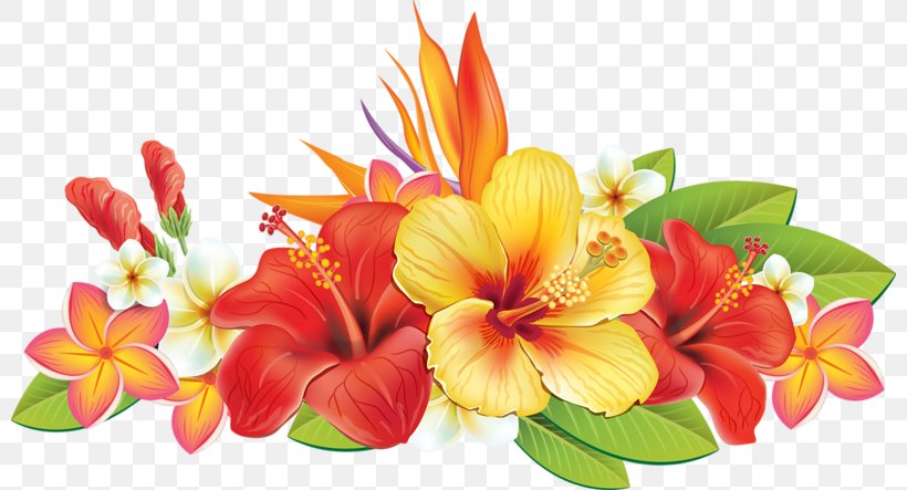 Paper Flower Hibiscus Illustration, PNG, 800x443px, Paper, Alstroemeriaceae, Canna Family, Canna Lily, Cut Flowers Download Free